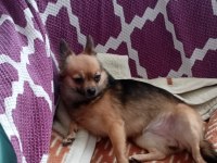 Acil şivava köpeği