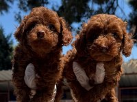 Toy poodle bebek köpeklerimiz