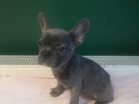 A kalite blue french bulldog yavrularımız