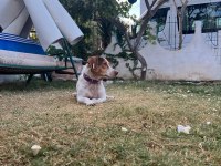 Bal böceği köpeğim