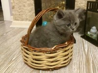 Temiz Irk British Shorthair Yavrusu
