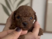 TOY POODLE BEBEĞİM AİLESİNİ ARIYOR