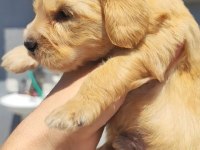 1 dişi 4 erkek maltipoo bebeklerim