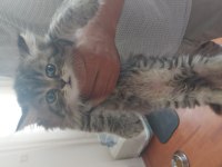 A kalite british longhair