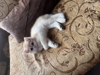 Saf Kan Golden British Shorthair Yavrular (Wcf Kayıtlı)