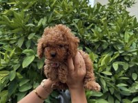 Saf Kan Yüksek Kalite Toy Poodle Yavrularımız
