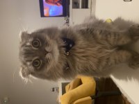 Scottish longhair