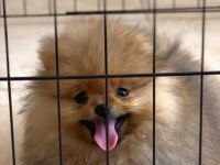 Orjinal gülen surat 3 aylık pomeranian erkek