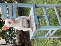 HER RENK VE TÜRDE FRENCH BULLDOG MEVCUTTUR