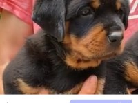 Antalyada Ruhsatlı Çiftliğimizden Şecereli Rottweiler