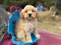 Maltipoo bebeklerim tüy dökmez koku yapmaz