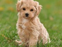 Maltipoo cinsi yavrular kahve tonlu mini boy puppy