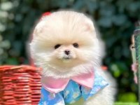 Pomeranian Yavruları İki Aylık