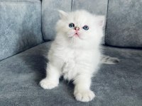 2 AYLIK UZUN TÜYLÜ SCOTTİSH STRAİGHT