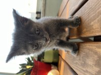 British Shorthair Yavrular Sahiplendirilecektir