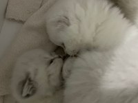Silver point british shorthair