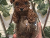 Kore Teacup Poodle