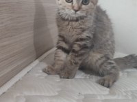 BRİTİSH SHORTHAİR MİNNOŞLAR