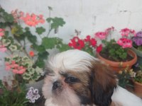 Safkan shih tzu bebekler