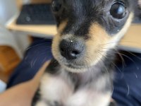 Şivava 70 günlük iç diş parazit yapıldı safkan chihuahua