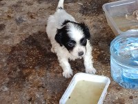 Terrier yavrumuz