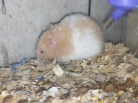 TAMAMEN EVCİL ÖZEL TÜR TEDDY BEAR HAMSTER