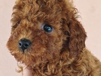 Toy Poodle Yavrularımız