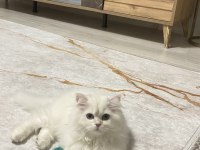 3 yaşında kedimizi sahiplendirme
