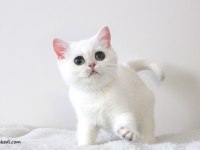 KAR PRENSESİ ZÜMRÜT GÖZLÜ BRİTİSH SHORTHAİR BEBEK