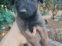 Belçika malinois yavrularımız 