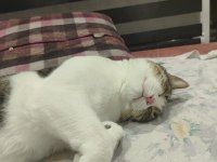 Sevgi dolu ve çok uysal 5 yaşında tekir erkek