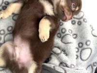 Chihuahua three color erkek yavru