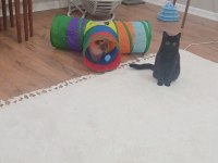 1 tane british shorthair 1 tane british longhair