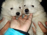 Safkan A kalite samoyed yavrularım