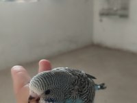 Yavru renk güzelleri muhabbet kuşlar