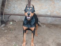 DOBERMAN DAMIZLIK DİŞİ VE ERKEK