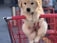 Oyunsever golden retriever yavrular
