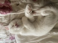 Çok tatlı british shorthair beyaz mavi gözlü