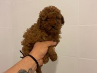 Efsane erkek dişi toy poodle yavrular