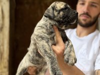 A Class Presa Canario Yavrular