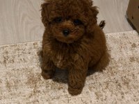 TUVALET EĞİTİMLİ RED TOY POODLE