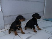 Sağlık ve ırk garantili doberman yavrumuz