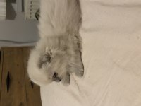 Nadir bulunan renk scottish fold