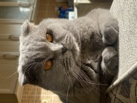 Erkek scottish fold oğluma gelin adayı arıyorum