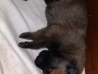 KNPV Çalışma Hattı Belçika Malinois Yavruları