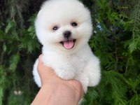 Orjinal Pomeranian Boo Yavrumuz