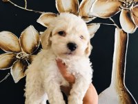 Güzel Maltipoo Köpekler