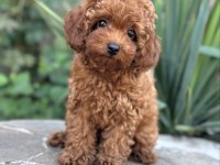 SAFKAN TOY POODLE YAVRULAR