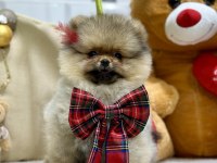 3 aylık dişi show class pomeranian yavrumuz