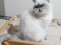 Exotic shorthair kedisi